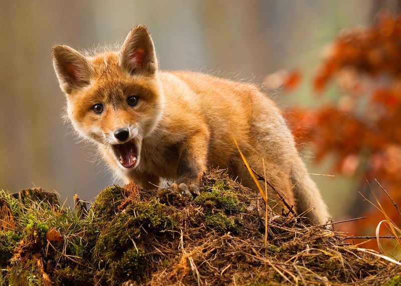 Fox фото превью