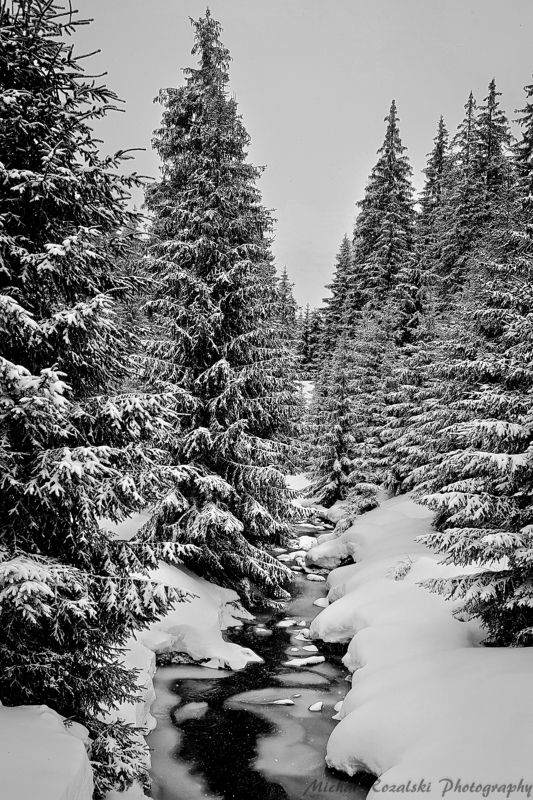 winter, ,season, ,blackandwhite, ,snow, ,landscape, ,trees, ,stream, ,photography Charming snowy winter фото превью