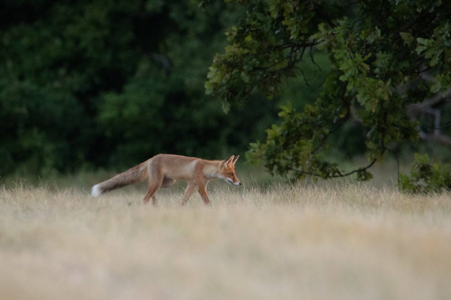 лисица, прироа, лиса, животные, Цветков Сергей