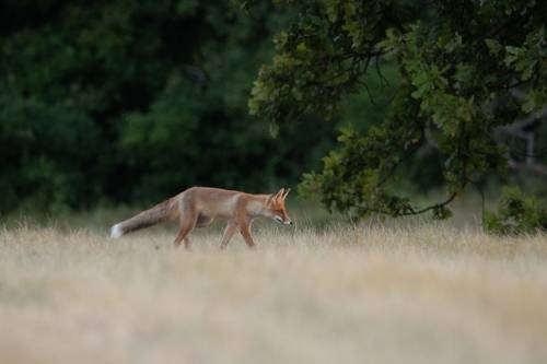 На охоту, как на работу