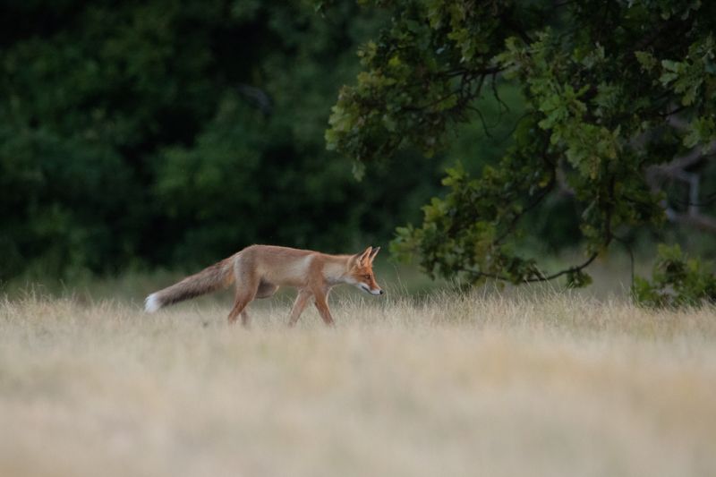 лисица, прироа, лиса, животные На охоту, как на работу фото превью