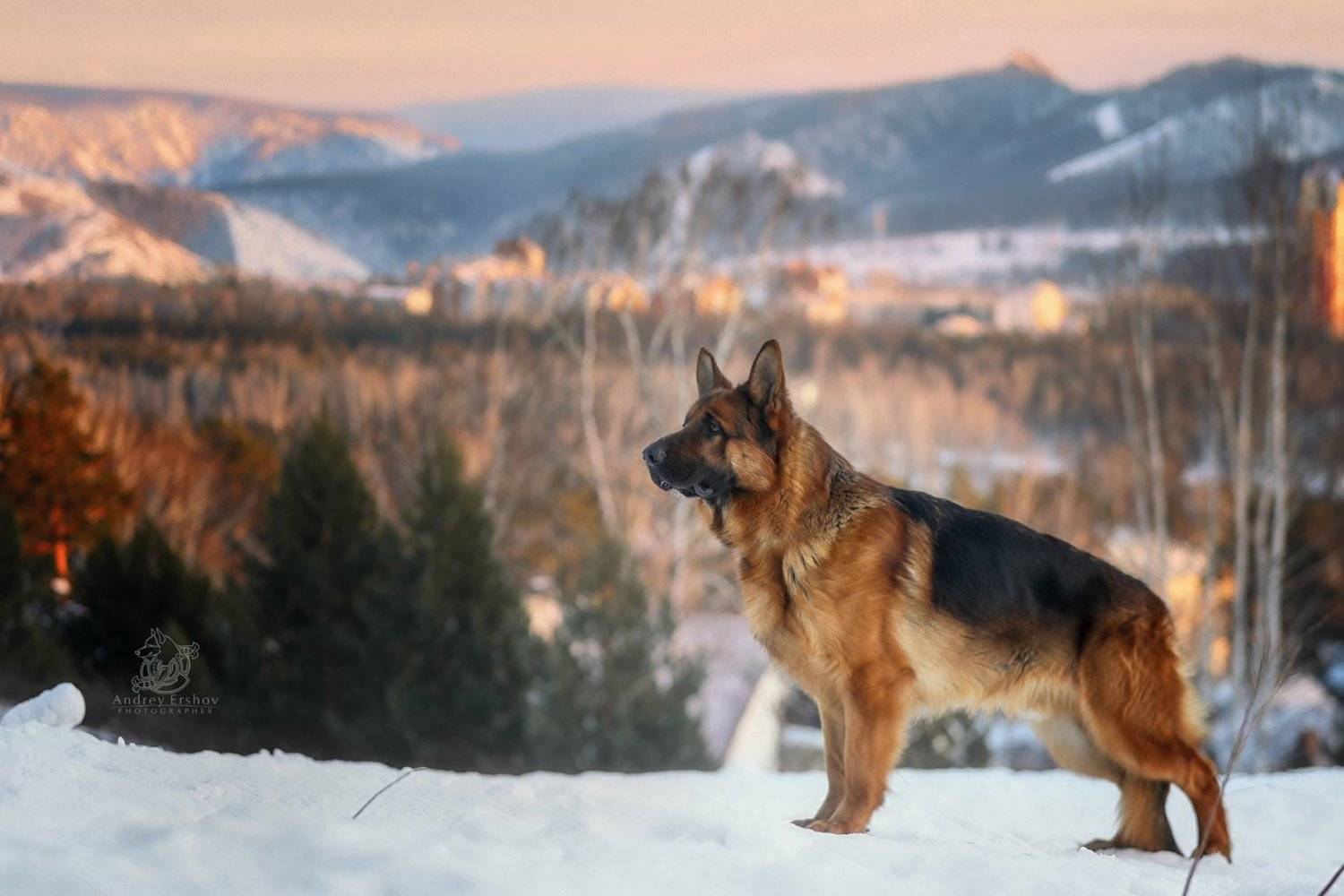 , Андрей Ершов