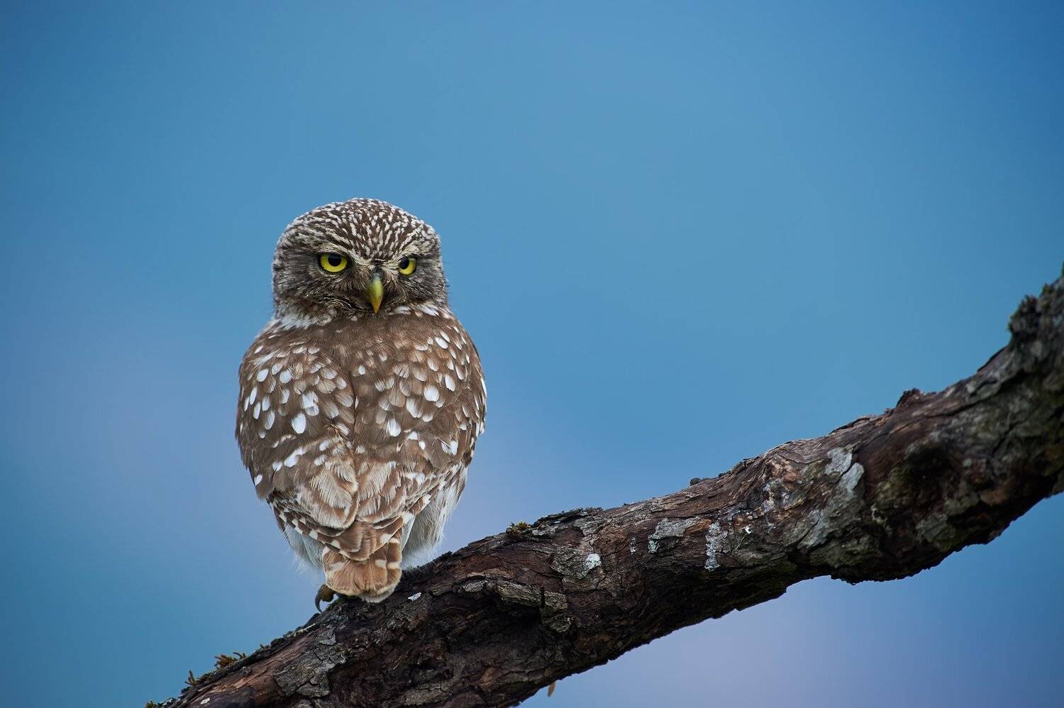 nature, wildlife, birds, owls, Калин Ботев