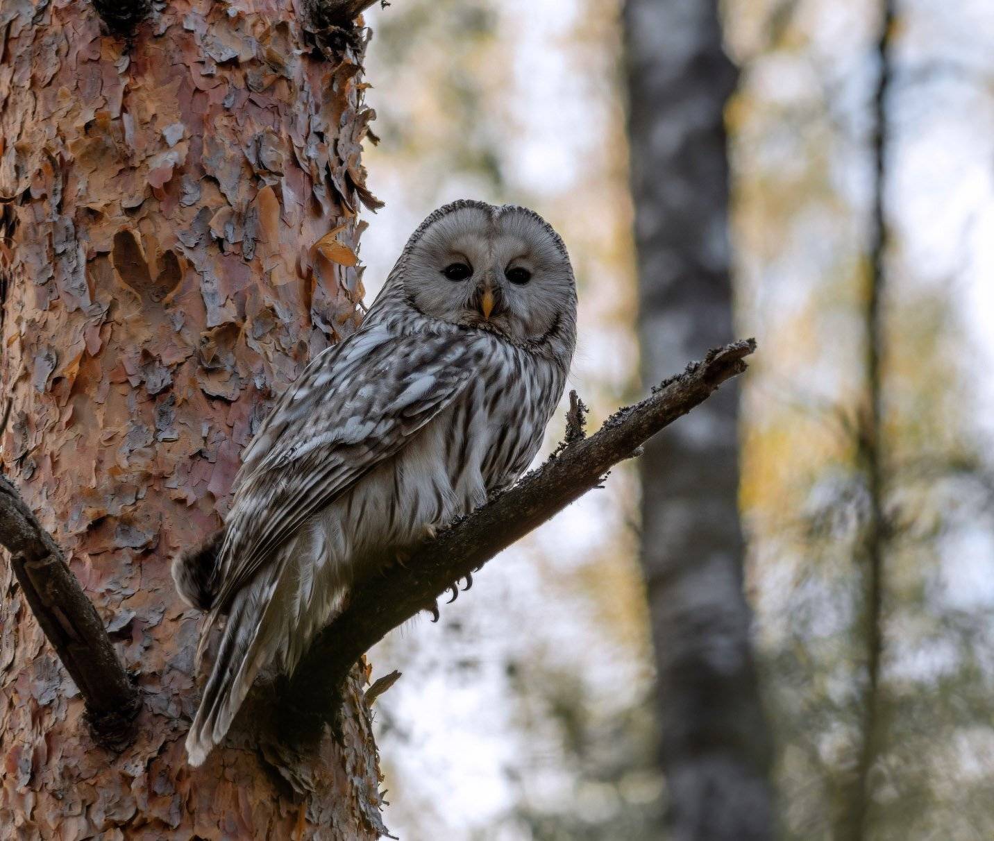 длиннохвостая неясыть, ural owl, сова,, Юрий Андреев