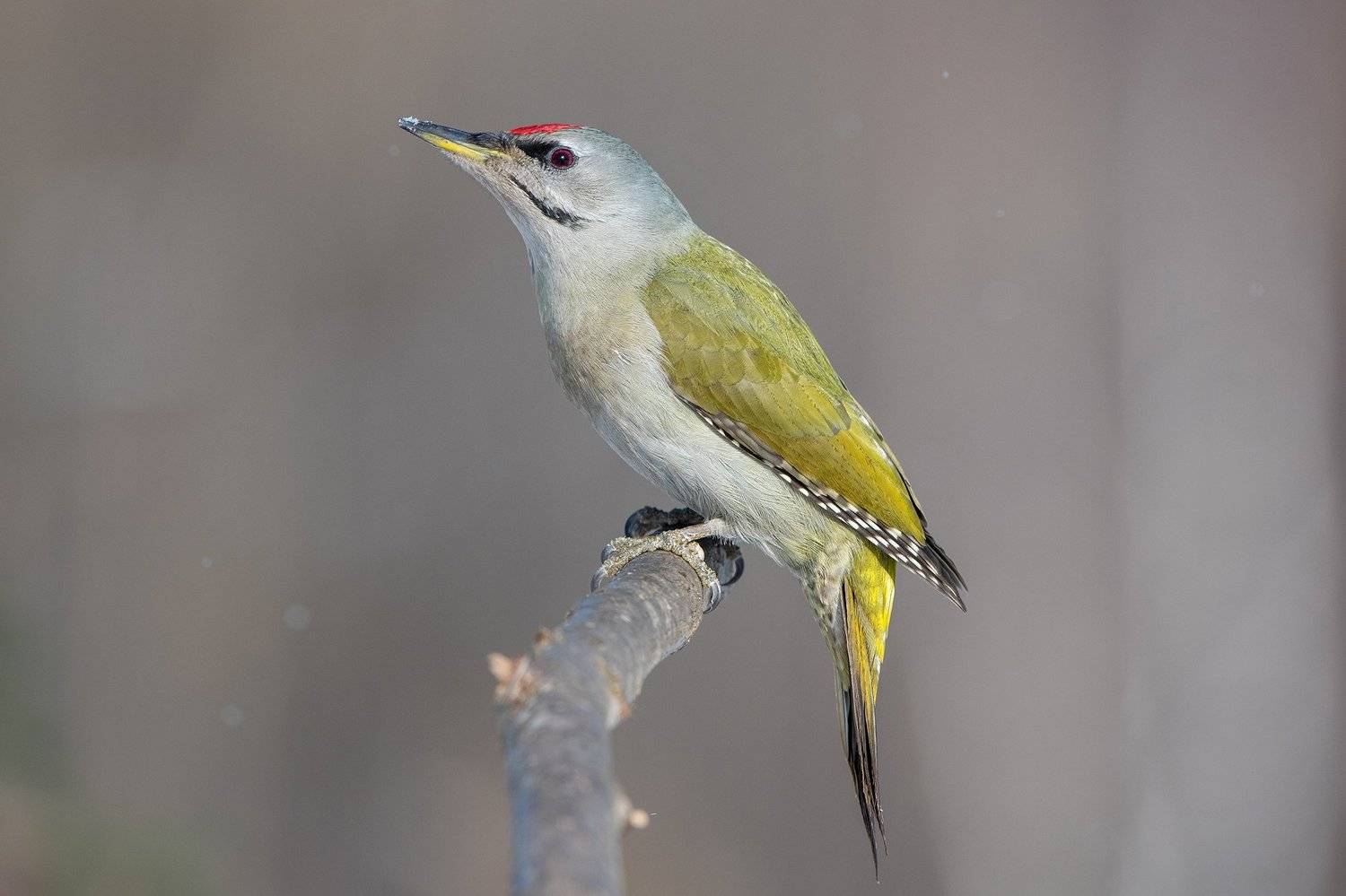 , Сумников Алексей