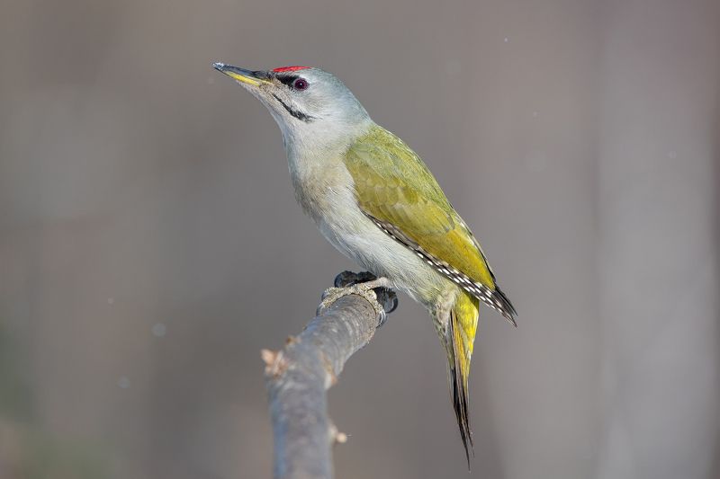 Седой дятел фото превью