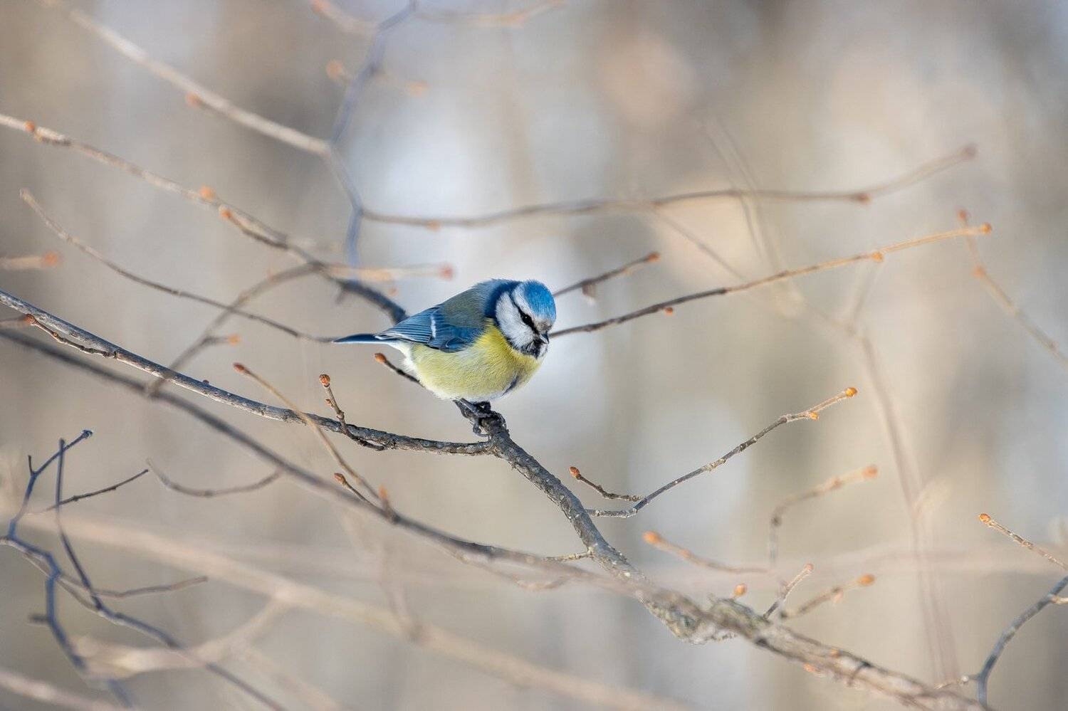 , Кузнецов Дмитрий