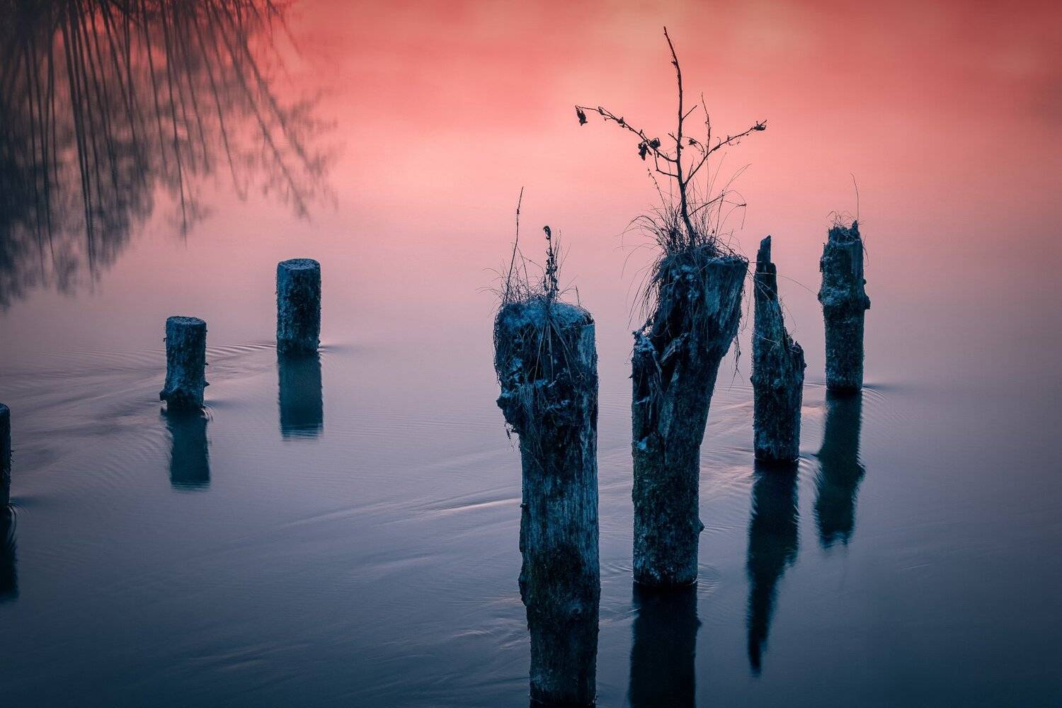 сваи, шатура, озеро, вода, утро, туман, рассвет, мороз, холод, Андрей Чиж