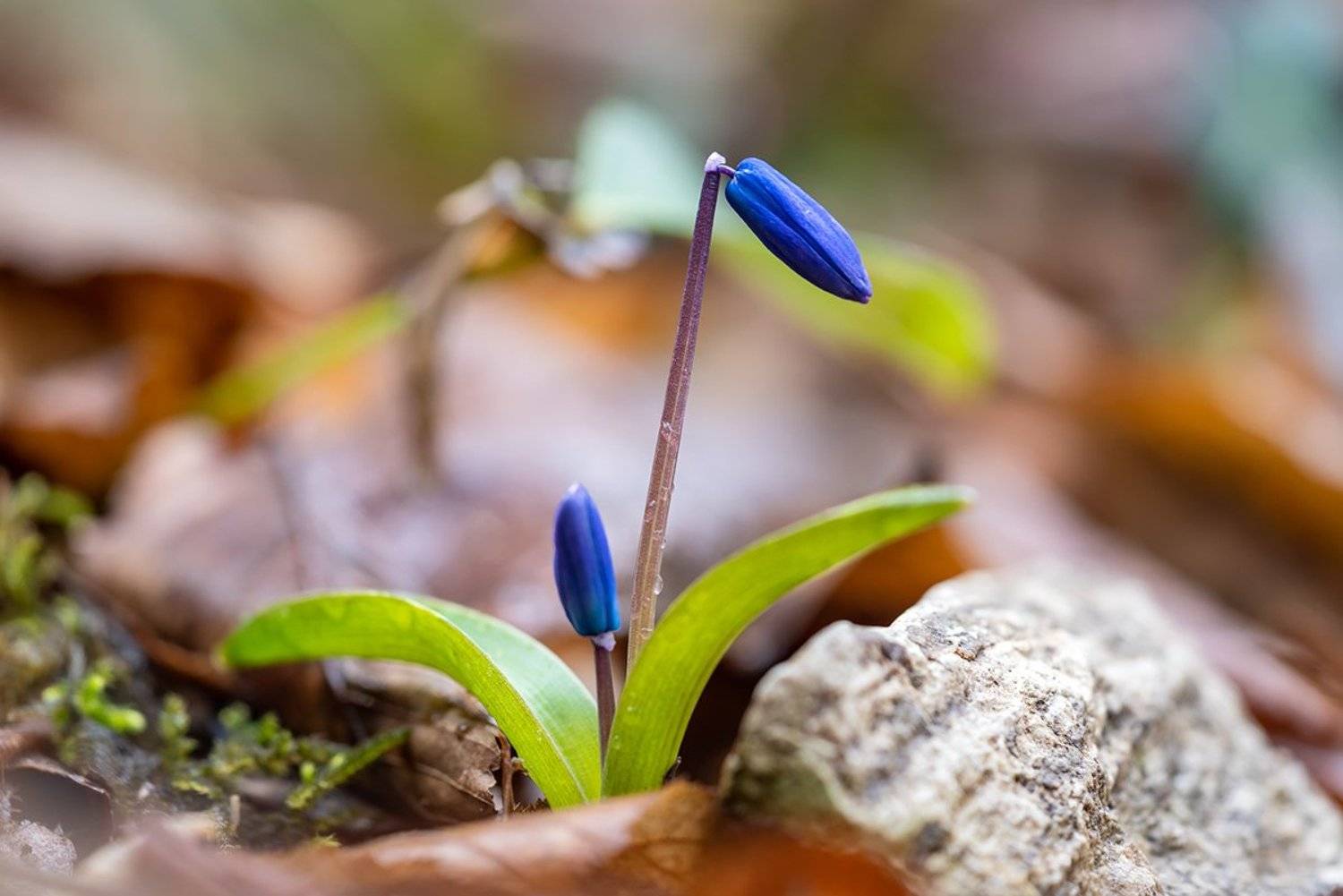 , Александр Земляной