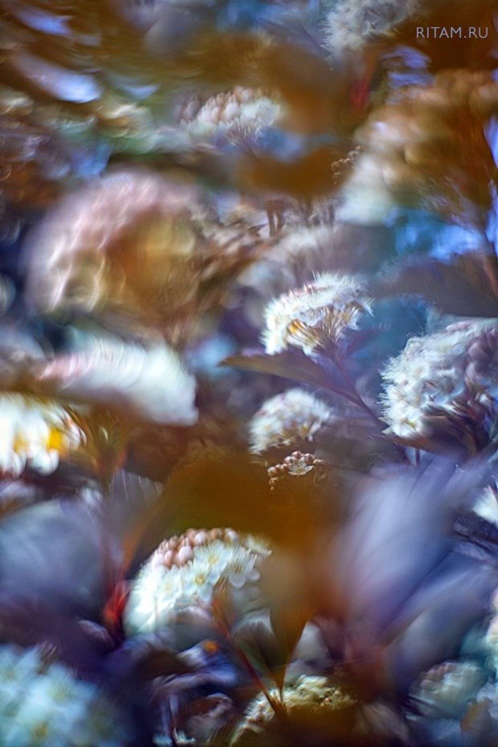 весна, spring, цветы, цветок, flowers, flower, blossom, bloom, розовый, pink, боке, bokeh, макро, macro, closeup, background, Ритам Мельгунов