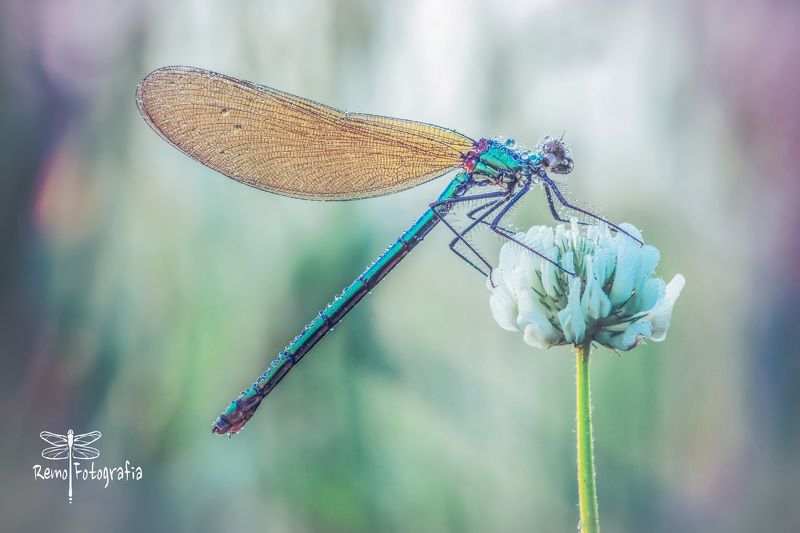 Calopteryx splendens-Świtezianka błyszcząca, świtezianka lśniąca. фото превью