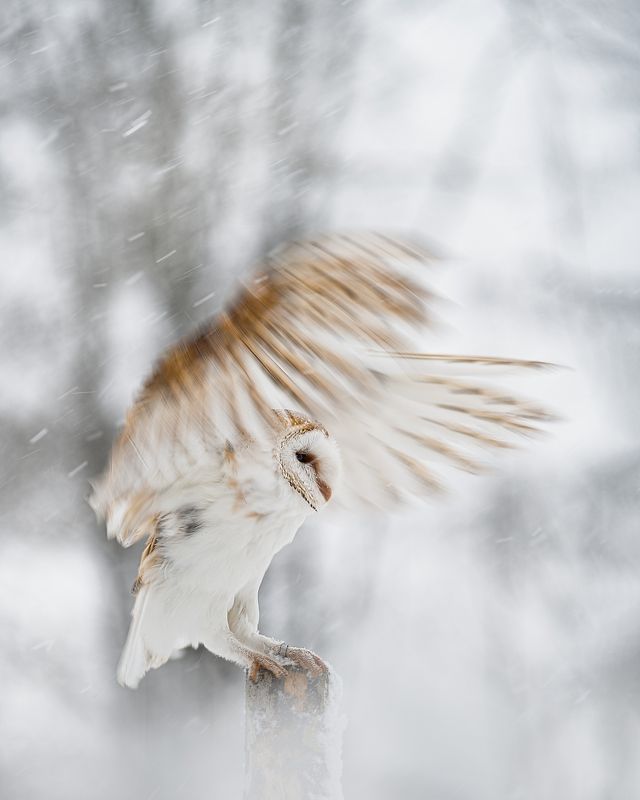 barn owl, bird, owl, snowfall, winter, wings, fly Barn owl in snowfall фото превью