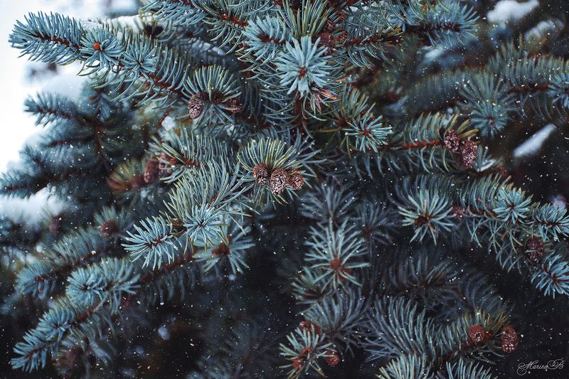 снег, ель, зима, шишки Falling snow фото превью