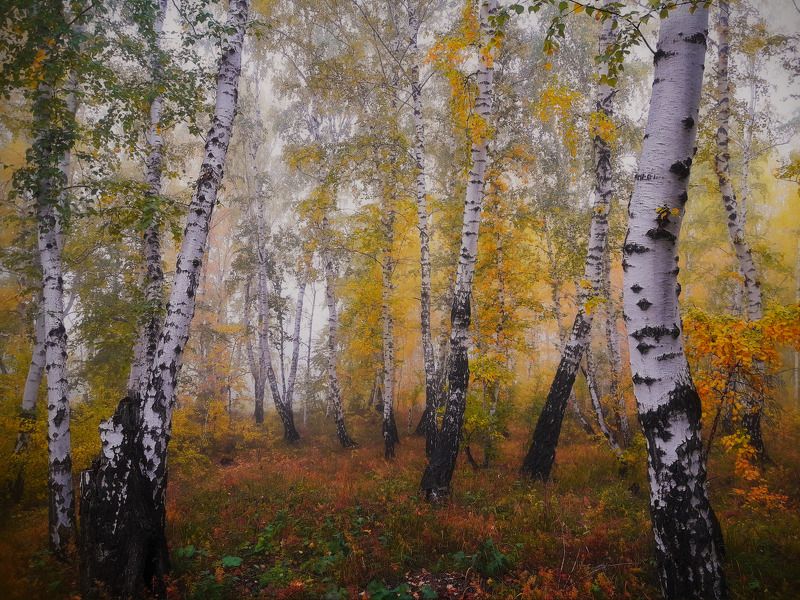 Берёзоньки.. фото превью