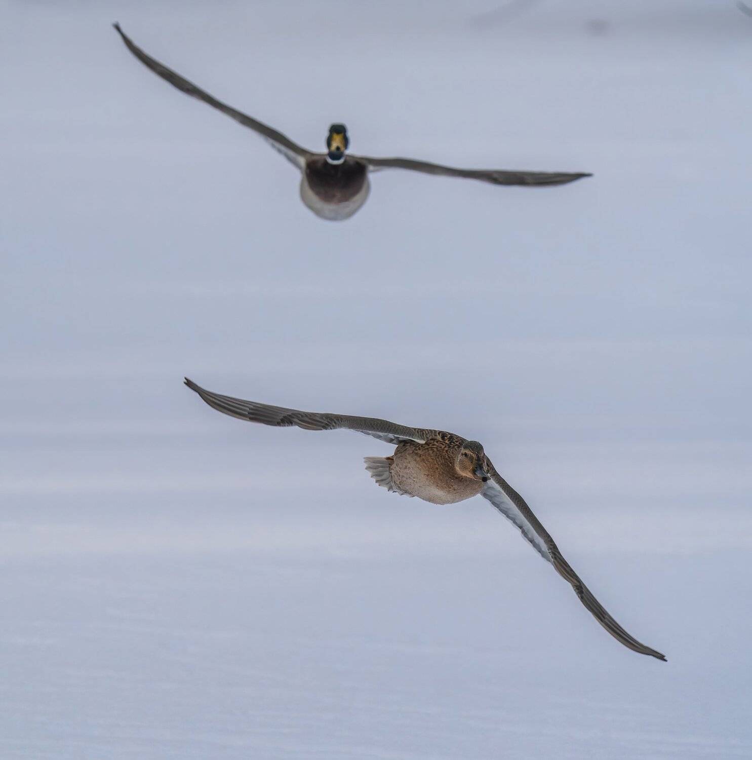 , Константин Дэм