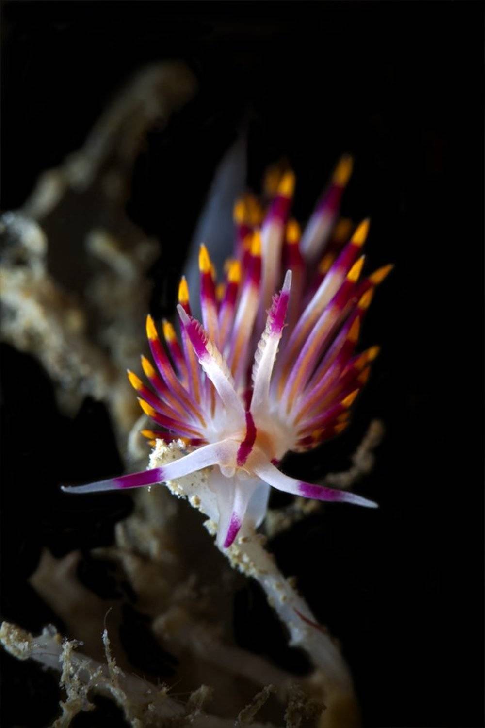 голожаберник, хургада египет дайвинг, Юрий Перевозников