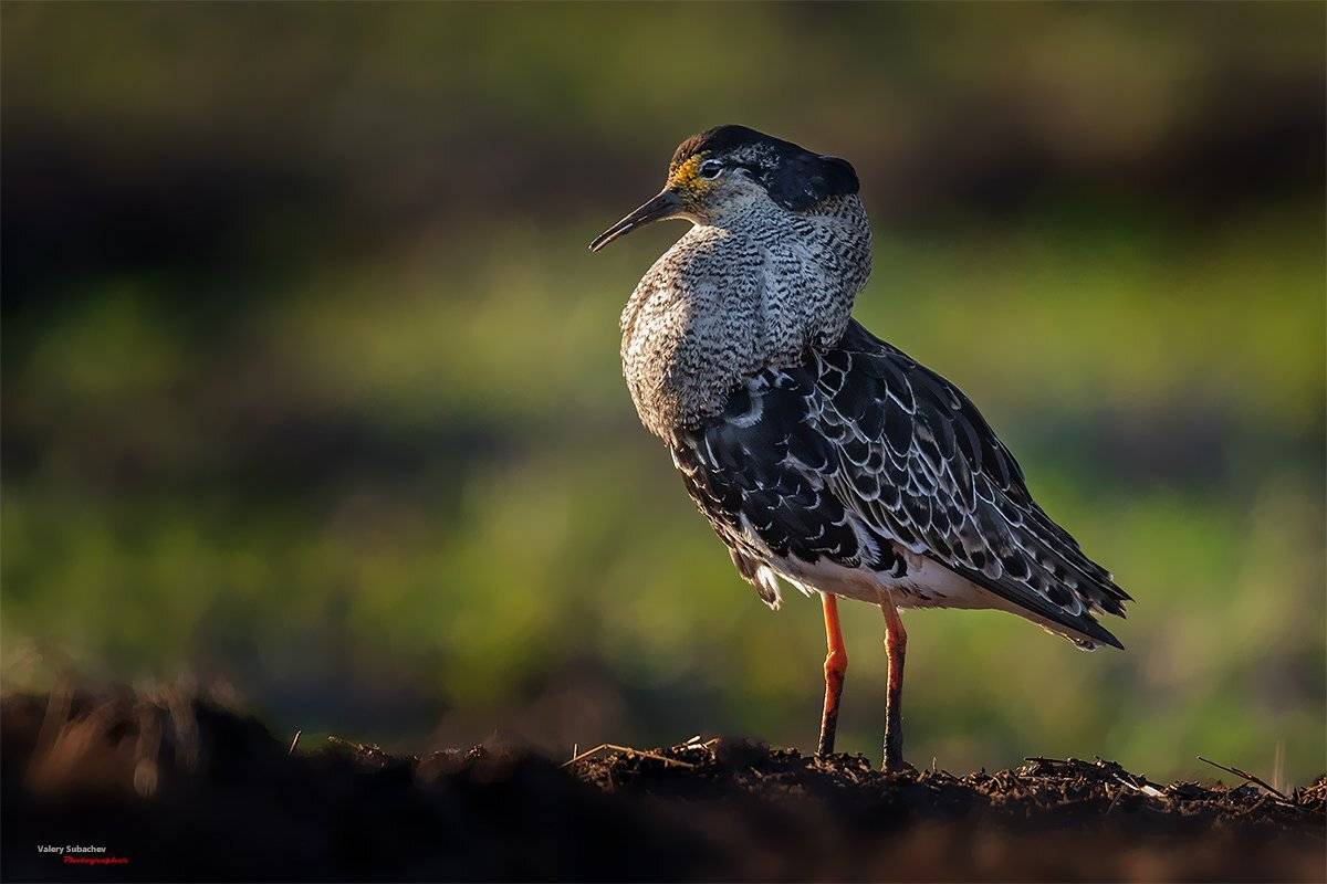, Валерий Субачев
