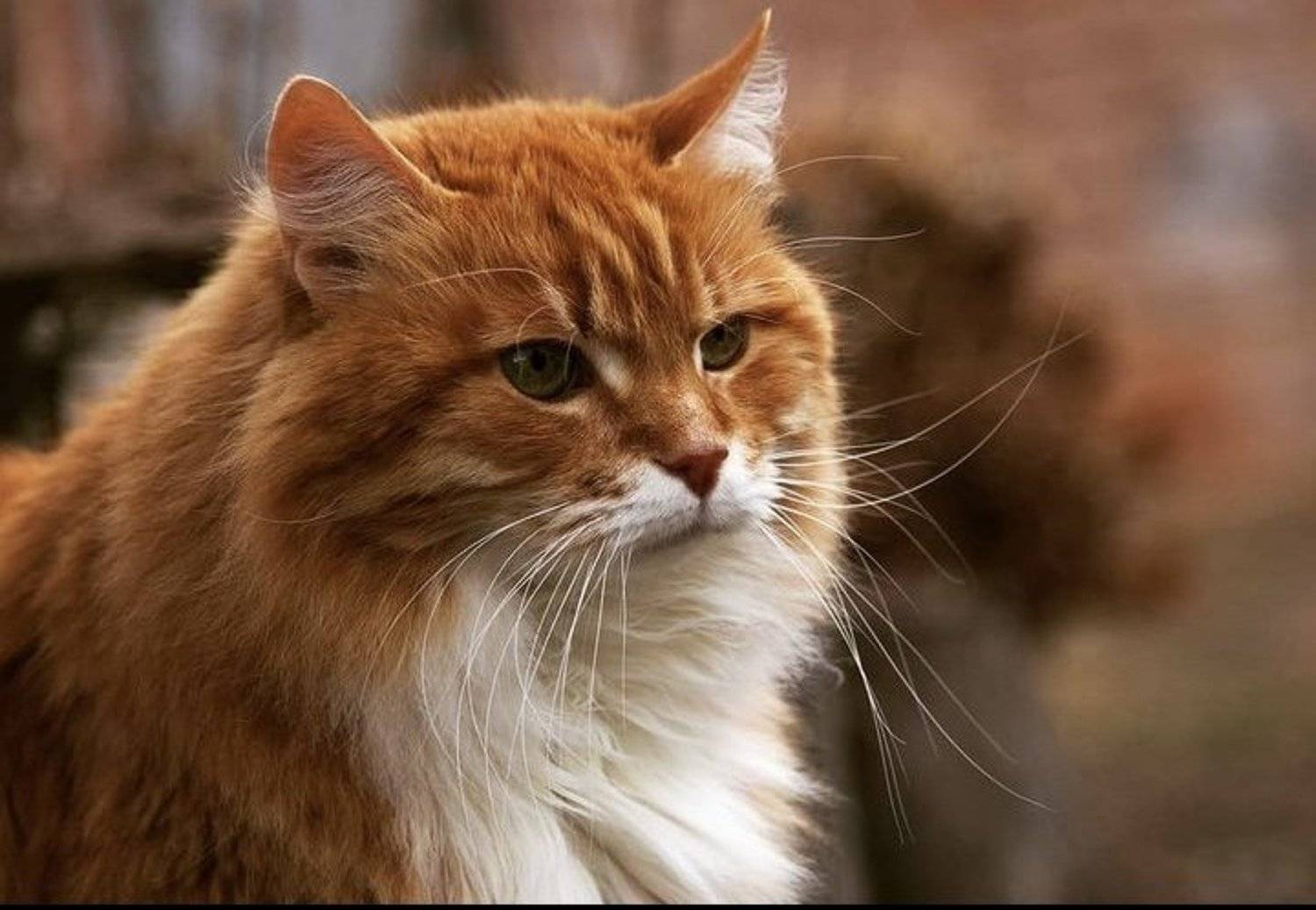 , Зоя Малхова