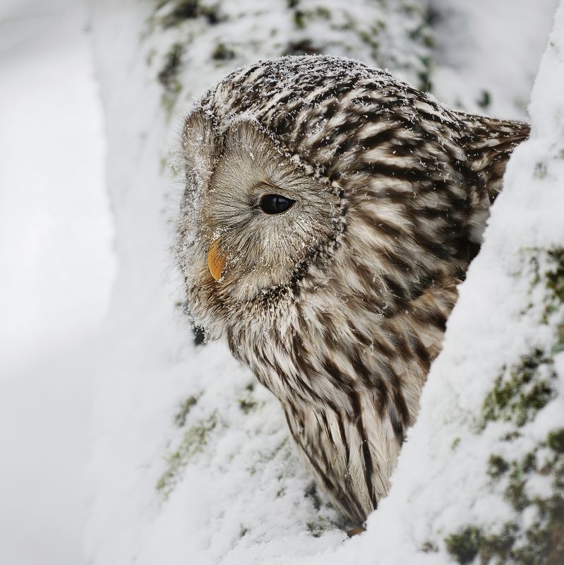 owl, winter, snow, tree Owl in winter time фото превью