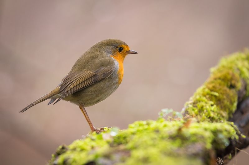 Robin фото превью