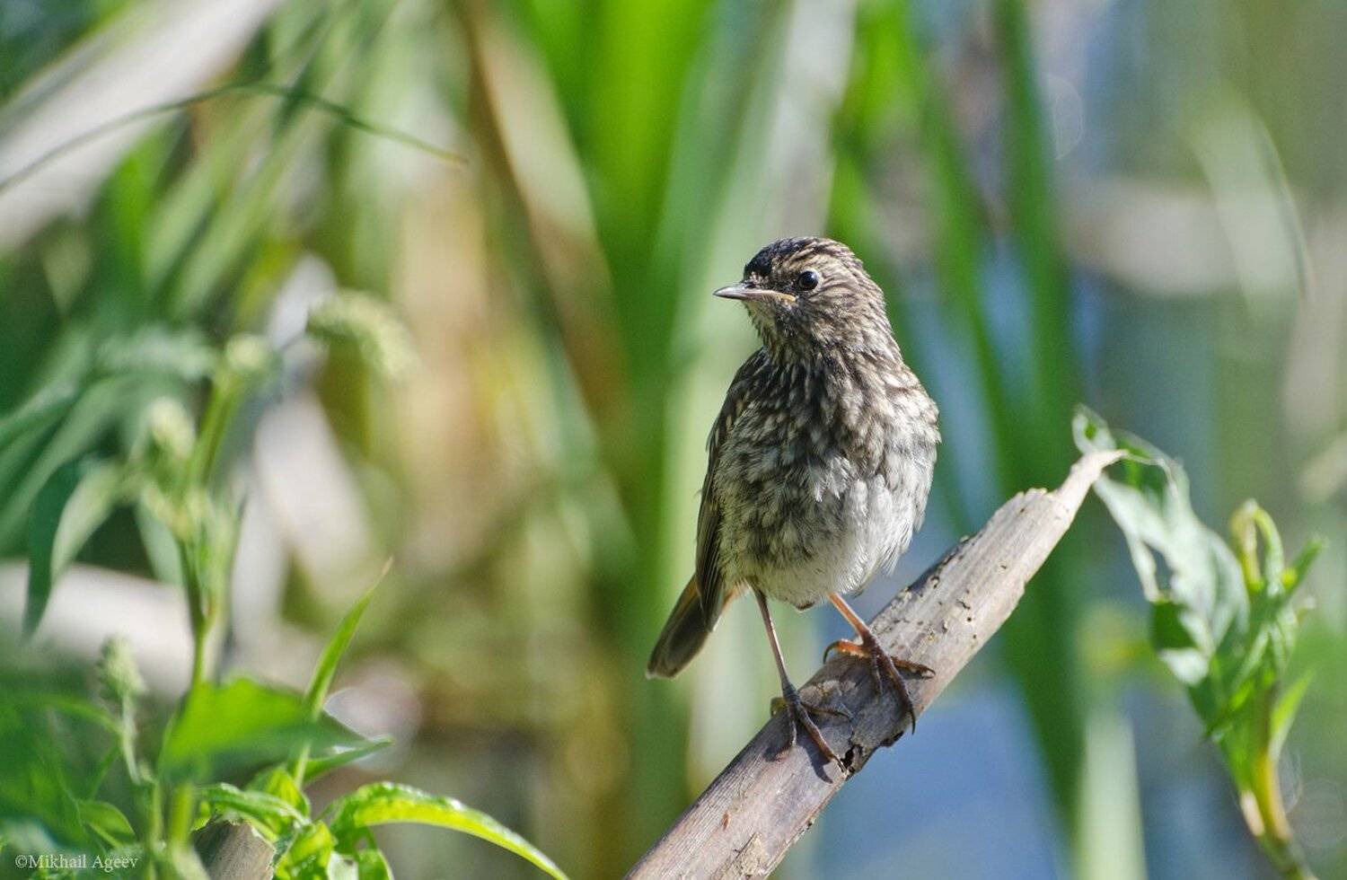 птица, варакушка, слёток, Михаил Агеев
