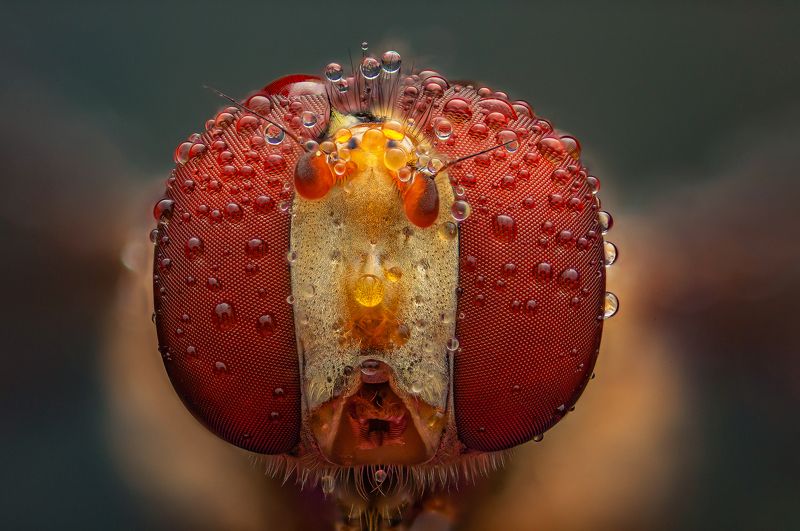 макро муха журчалка насекомые макрофото макромир Портрет мухи-журчалки фото превью