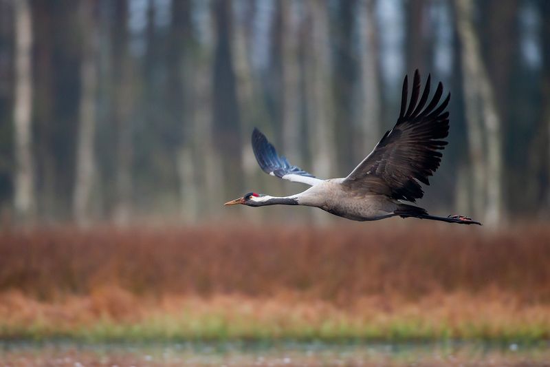 Flight фото превью