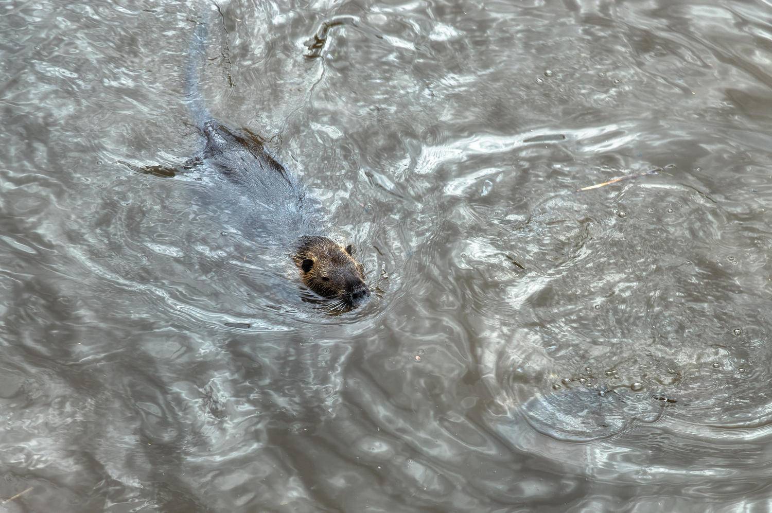, Полина Хрол