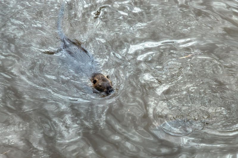 Ondatra zibethicus фото превью