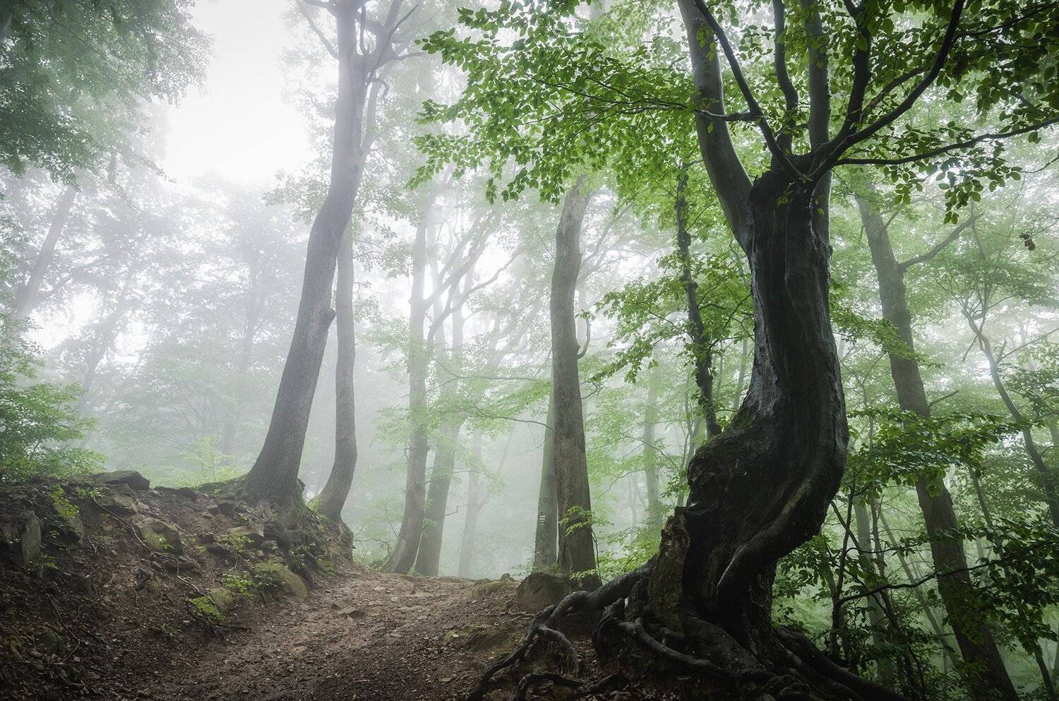 fores, fog, morning,,  Mirek Pruchnicki