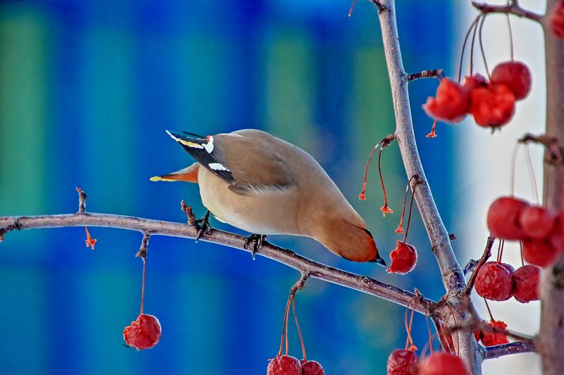 Январь фото превью
