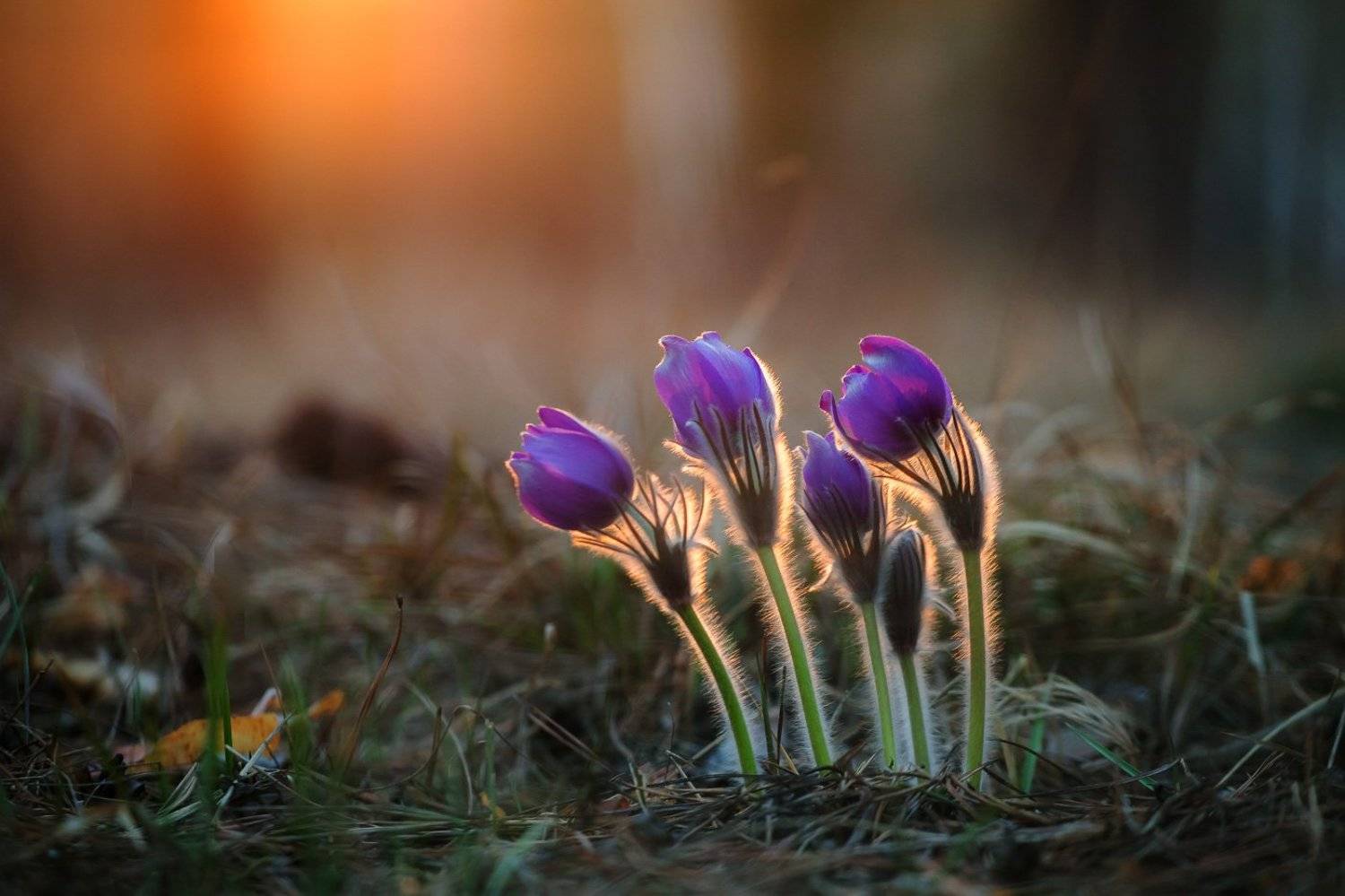прострел раскрытый, сон-трава, первоцветы, цветы, flowers, primulas, pulsatilla patens, Алексей Юденков