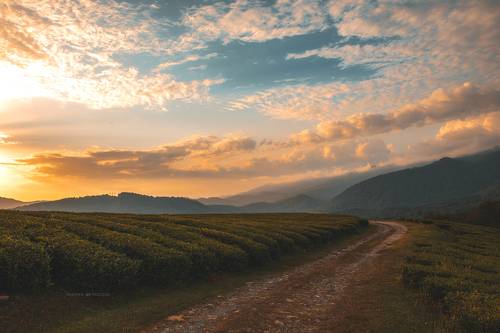 Закат над чайными плантациями