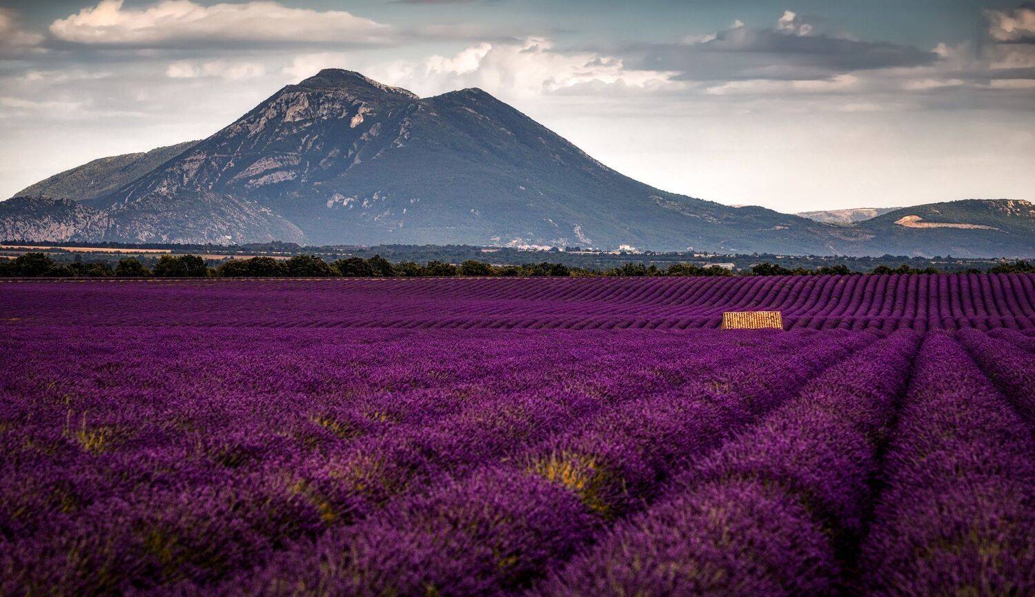 поле, лаванда, Александр Безмолитвенный