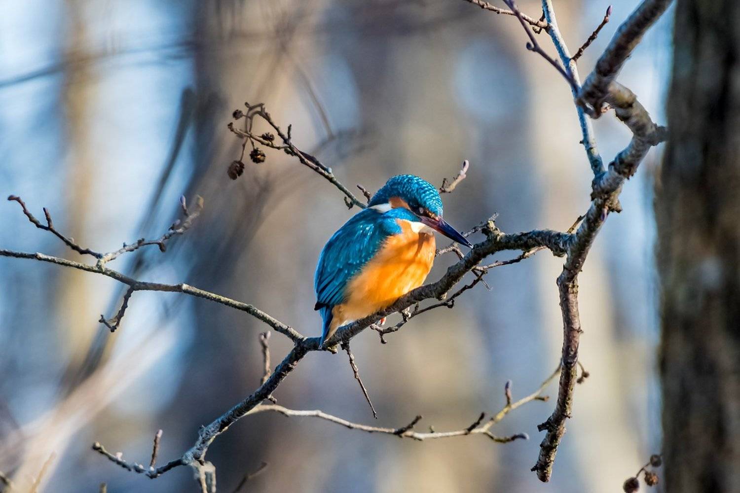 , Александр Абросимов