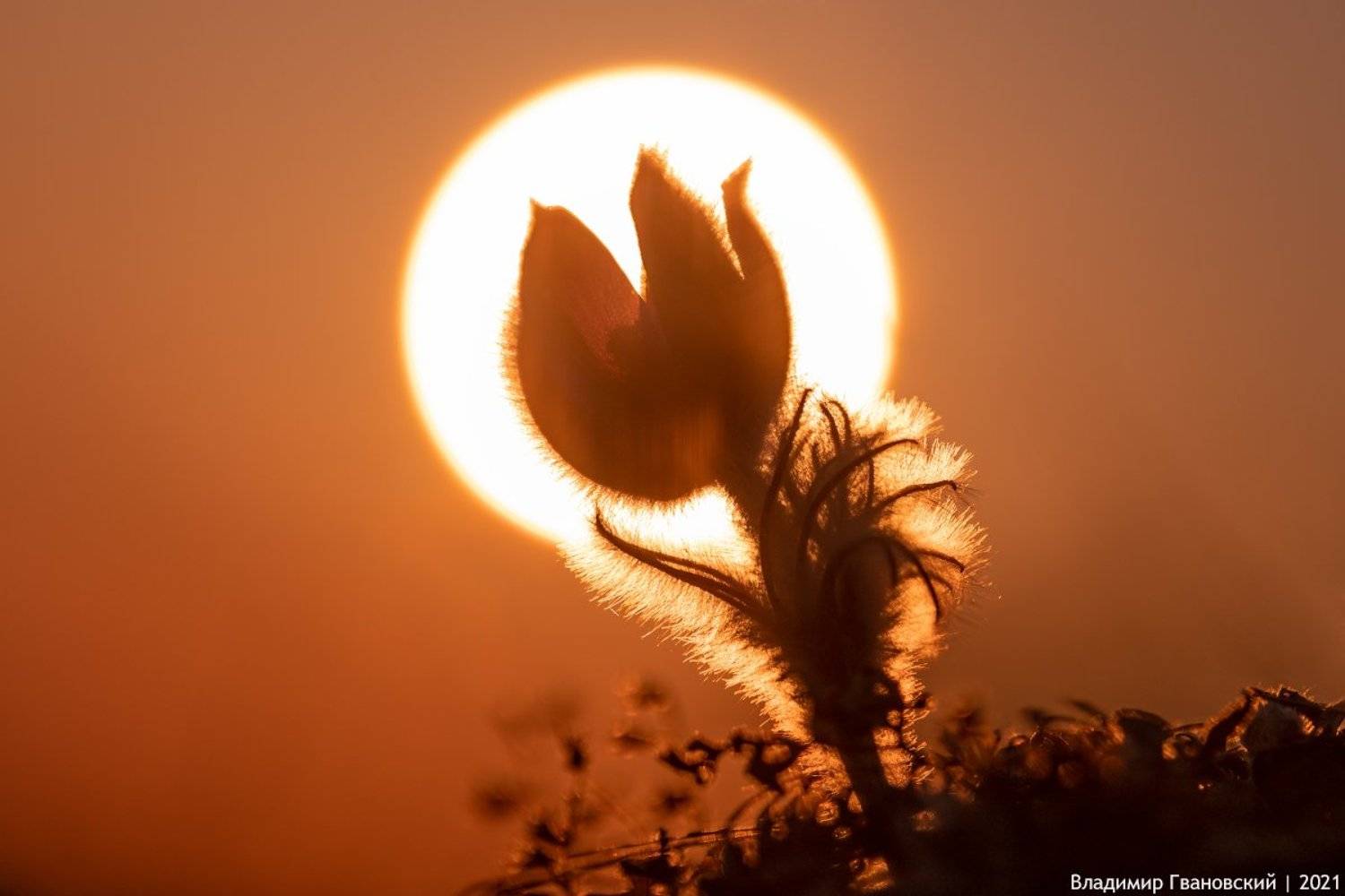 , Гвановский Владимир
