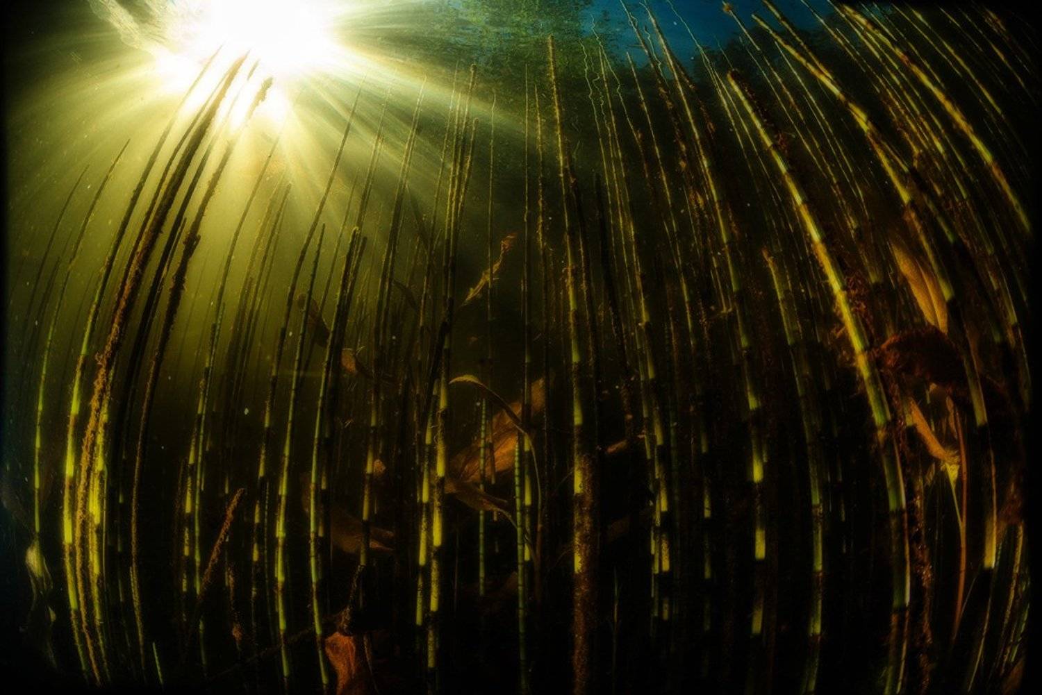 близкая природа, подводный пейзаж, россия, солнце , Евгения Кирпиченкова (Клипп)