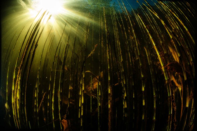 близкая природа, подводный пейзаж, россия, солнце  Тростник фото превью