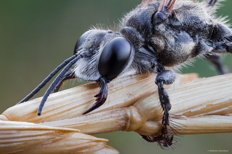 Кусь фото превью