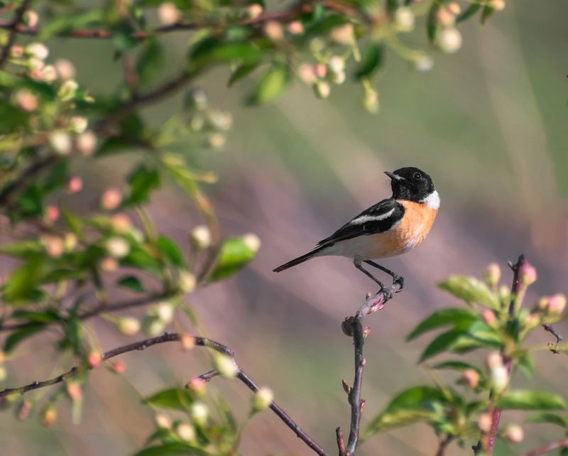 птица, черноголовый чекан, весна, черноголовый чекан.. (самец) фото превью