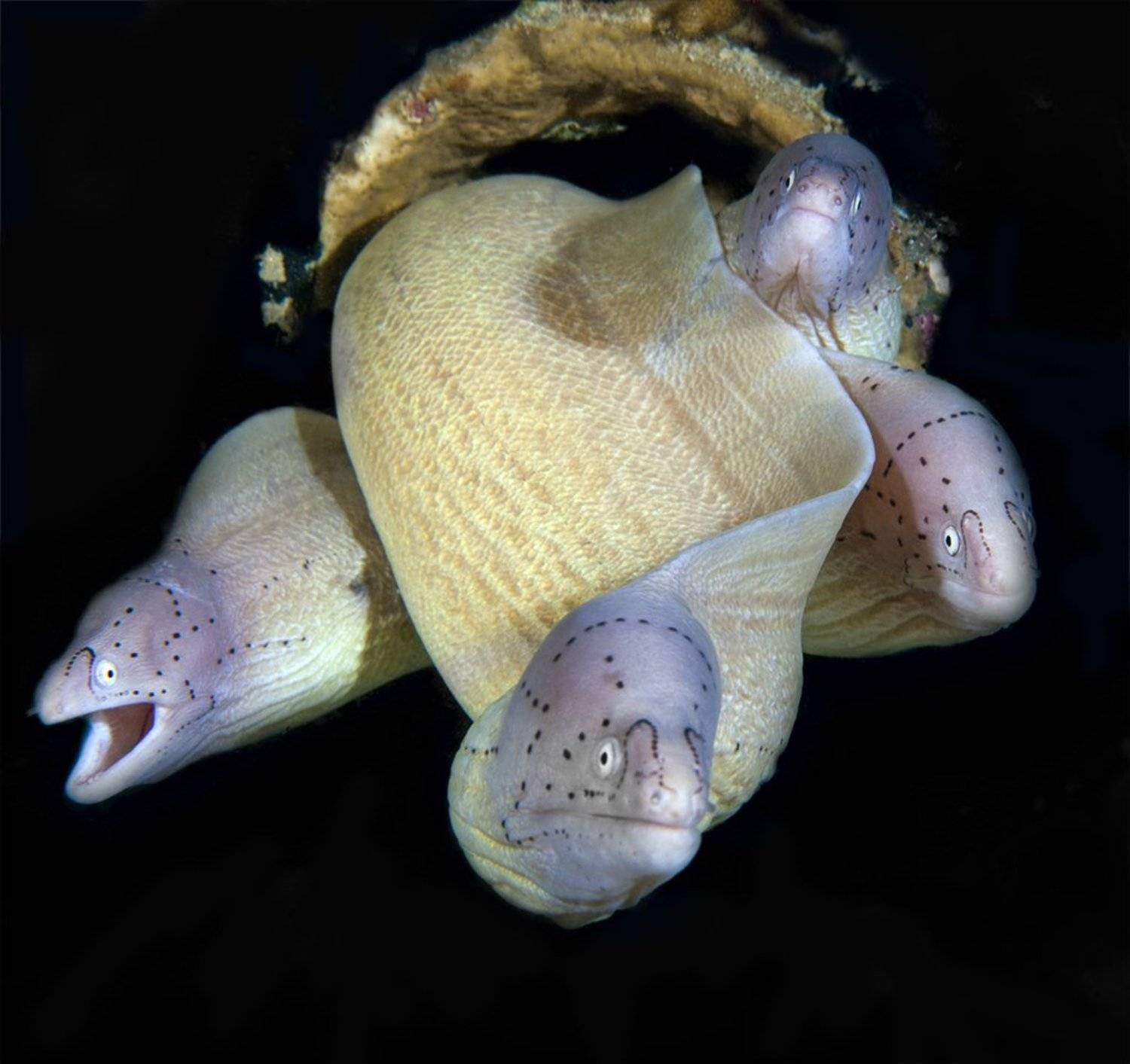 дайвинг фото египет хургада подводное фото , Юрий Перевозников