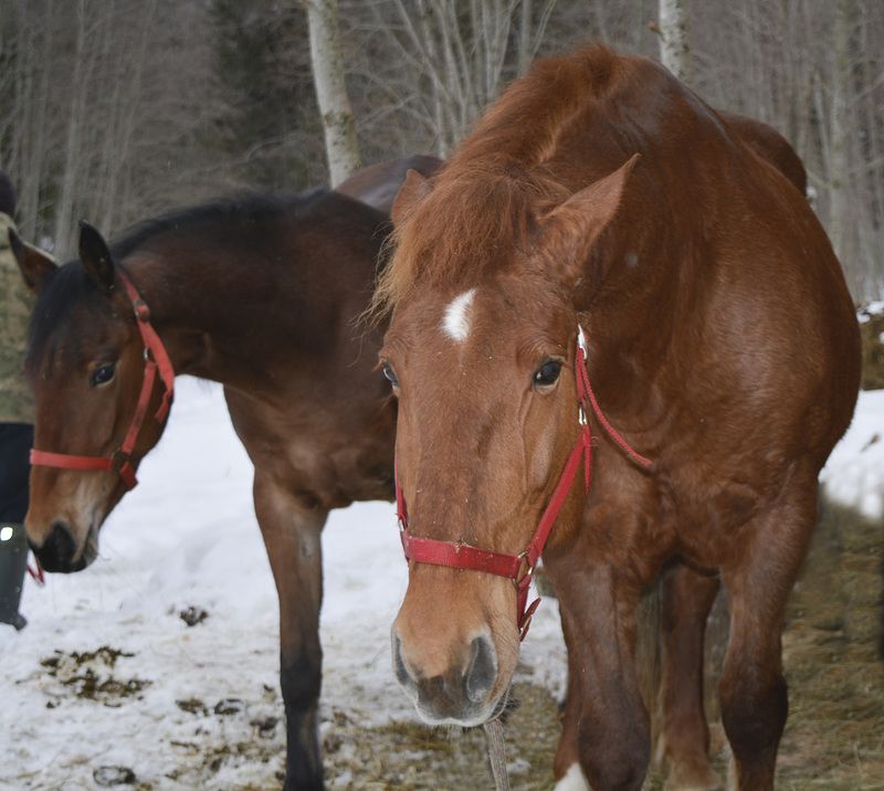 Аризона и Марси. фото превью