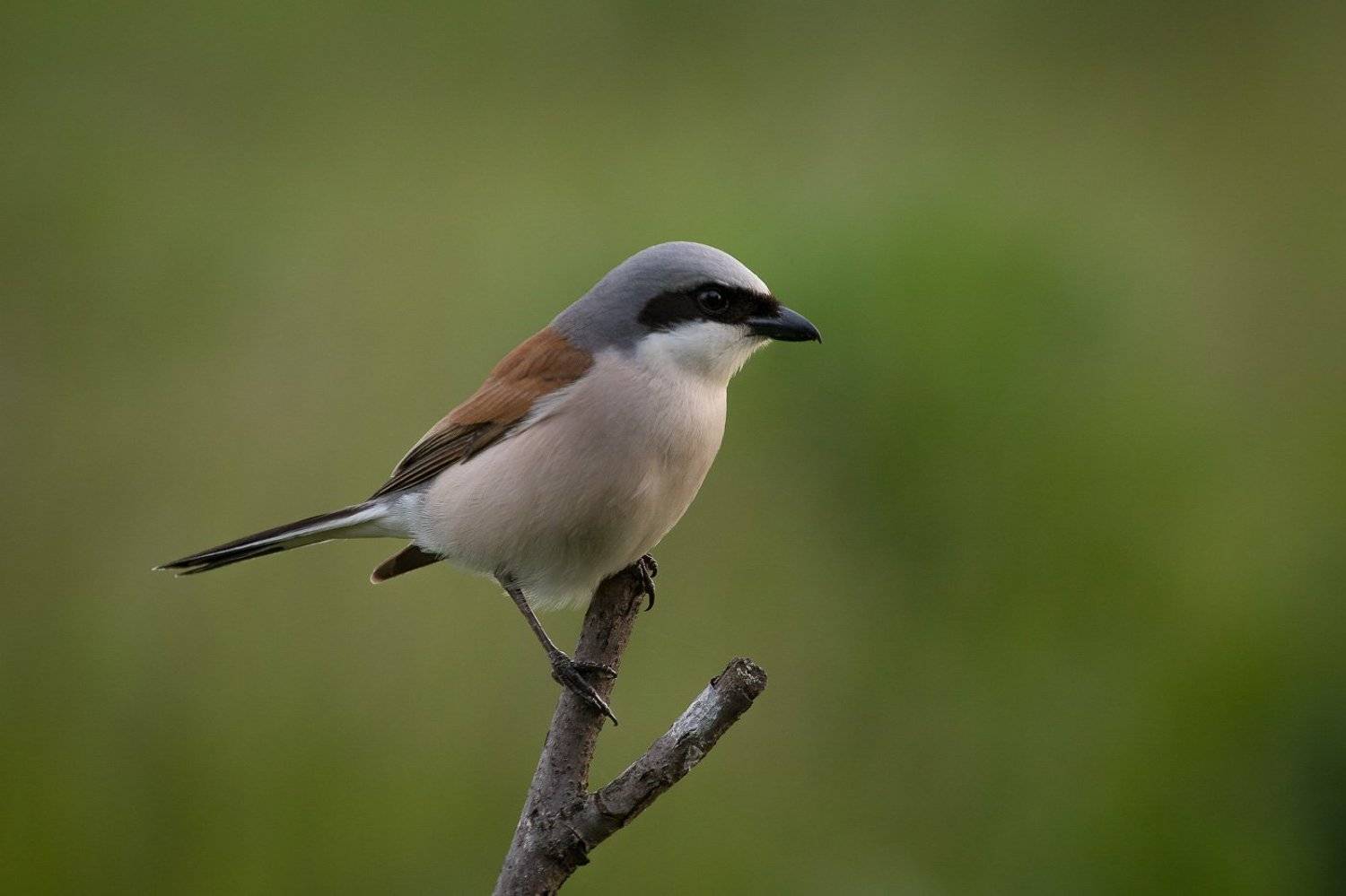 сорокопут, жулан, птицы, лето, birds, wildlife, red-backed shrike, Алексей Юденков