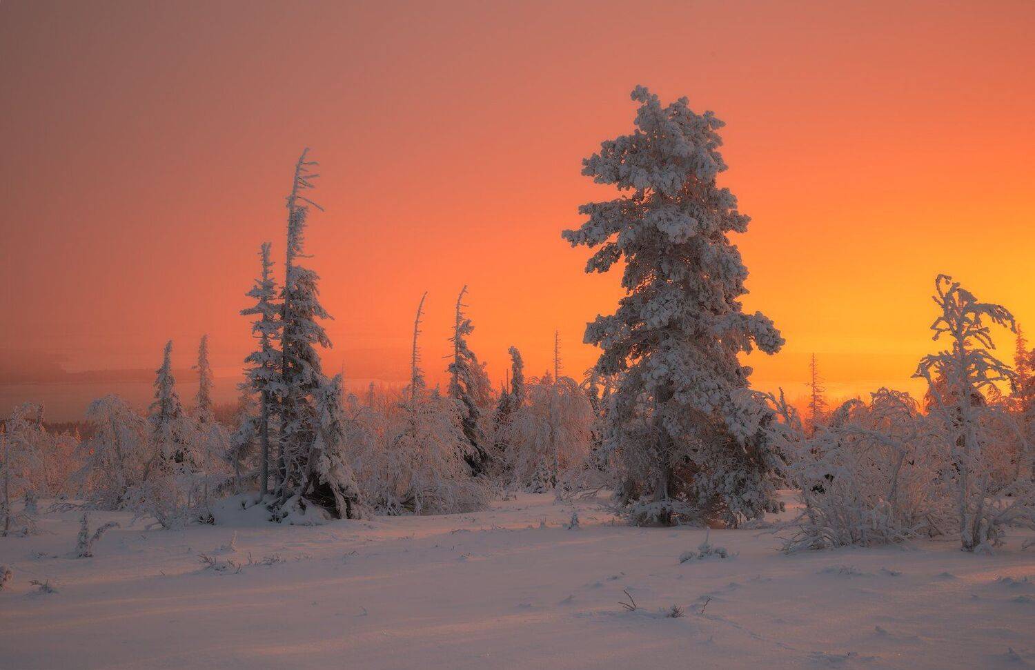 пейзаж,рассвет,лес,зима,снег,мурманская область,имандра,апатиты,кировск,хибиногорск,север, Виталий Истомин