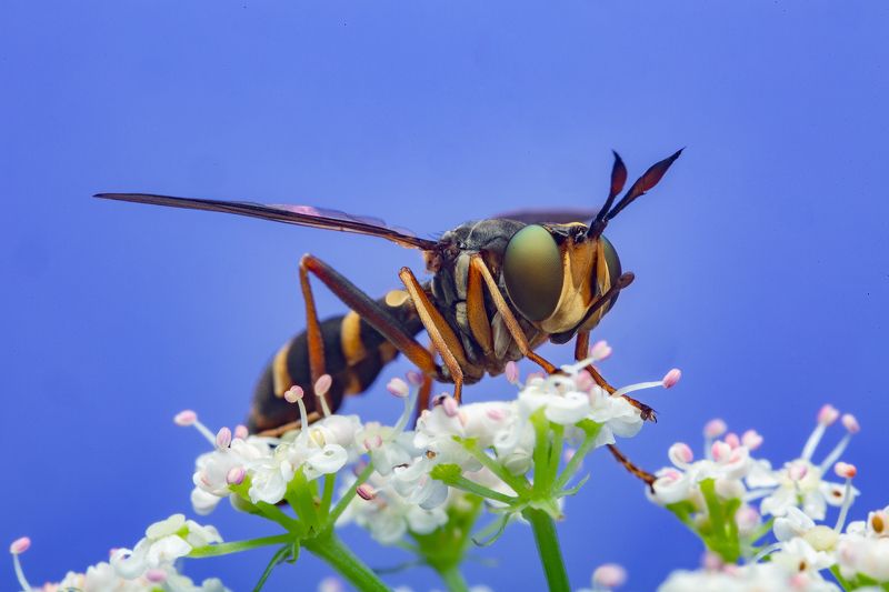 макро муха большеголовка насекомые макрофото макромир  фото превью