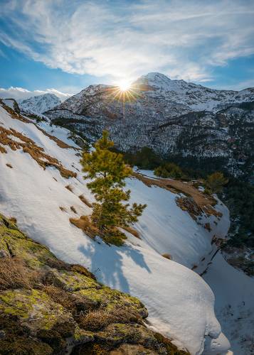 Сосны на Уштулу