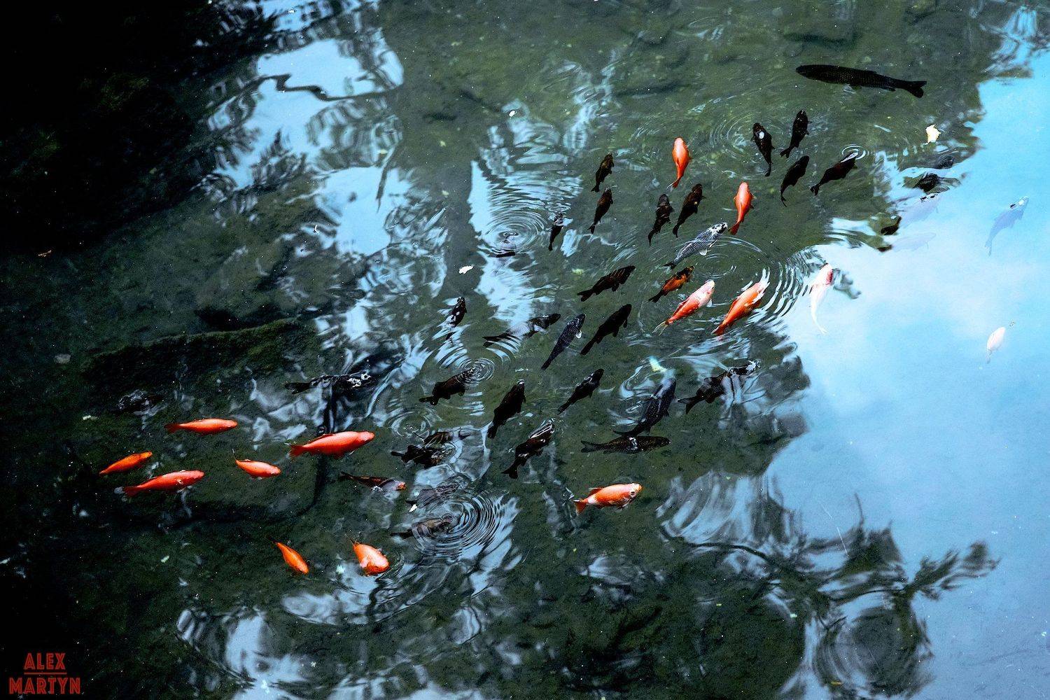 карм, пруд, вода, прозрачный, чистый, рыба, красный, кристальный, чистый, Александр Мартынов