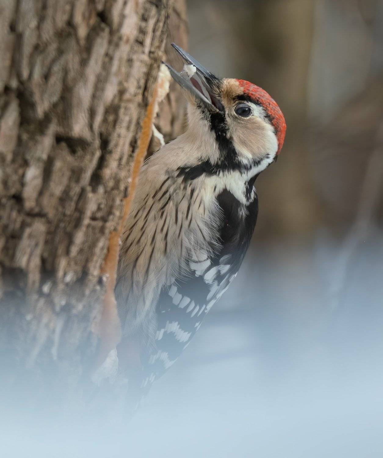 , Константин Дэм