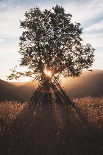 Lonely tree.