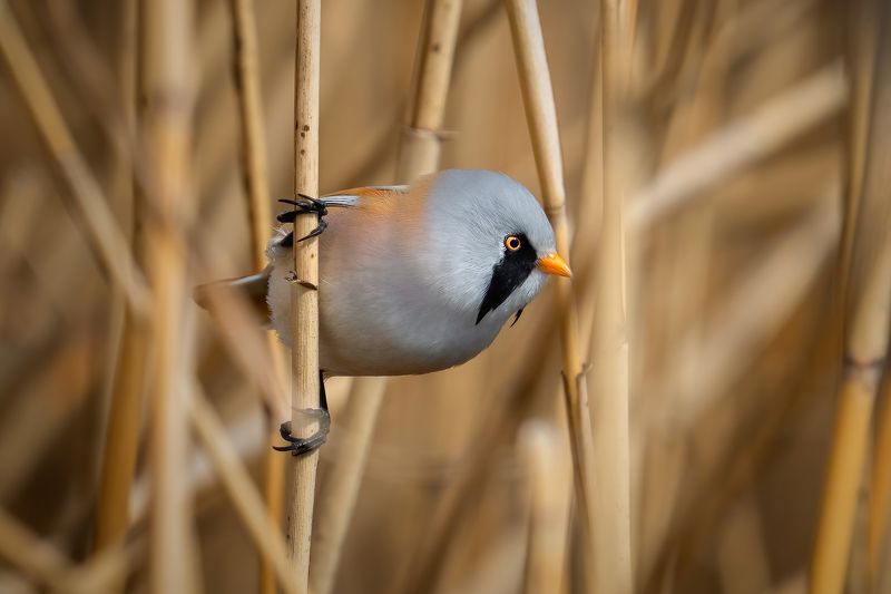 Bearded reedling (Panurus biarmicus)... фото превью